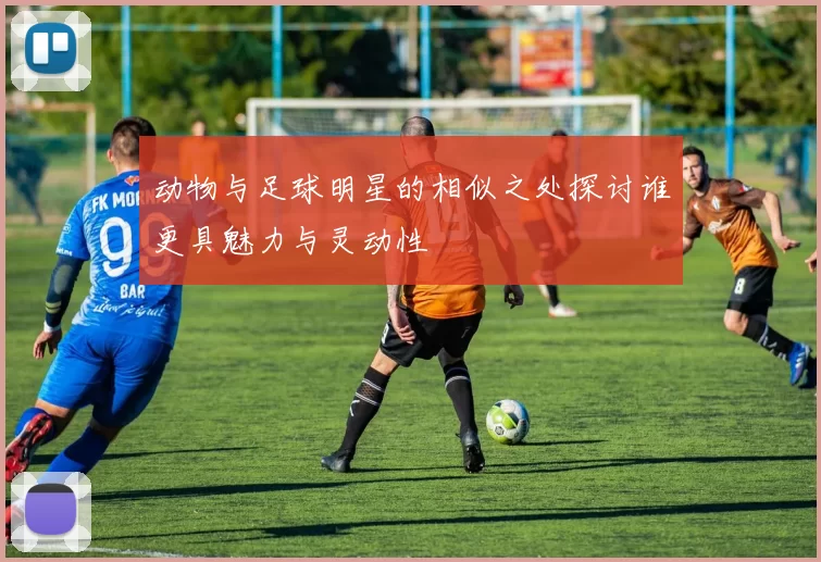 动物与足球明星的相似之处探讨谁更具魅力与灵动性